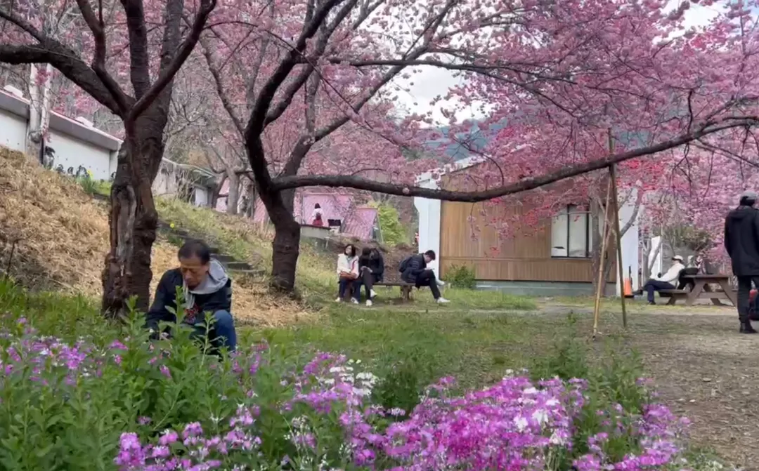 樹上的櫻花與草地上的花卉形成春意盎然。（圖／中天新聞）