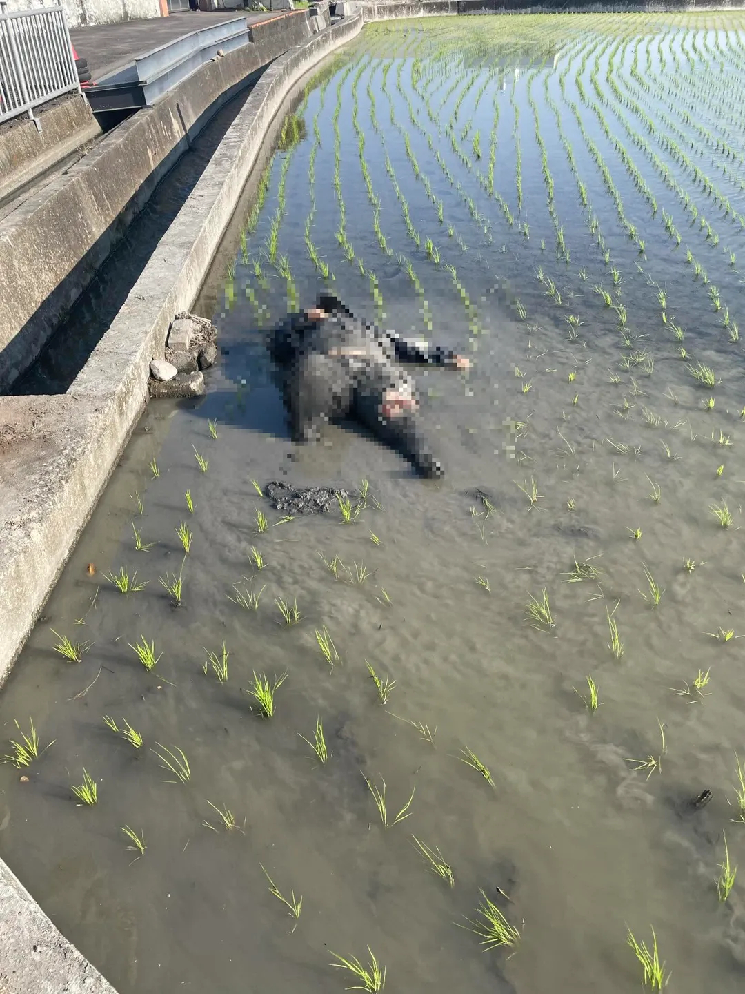 台中霧峰發生一起肇事逃逸事件，疑似外籍移工駕駛的汽車撞到一名行人後，迅速棄車逃逸。（圖／threads@gluten2422授權提供）