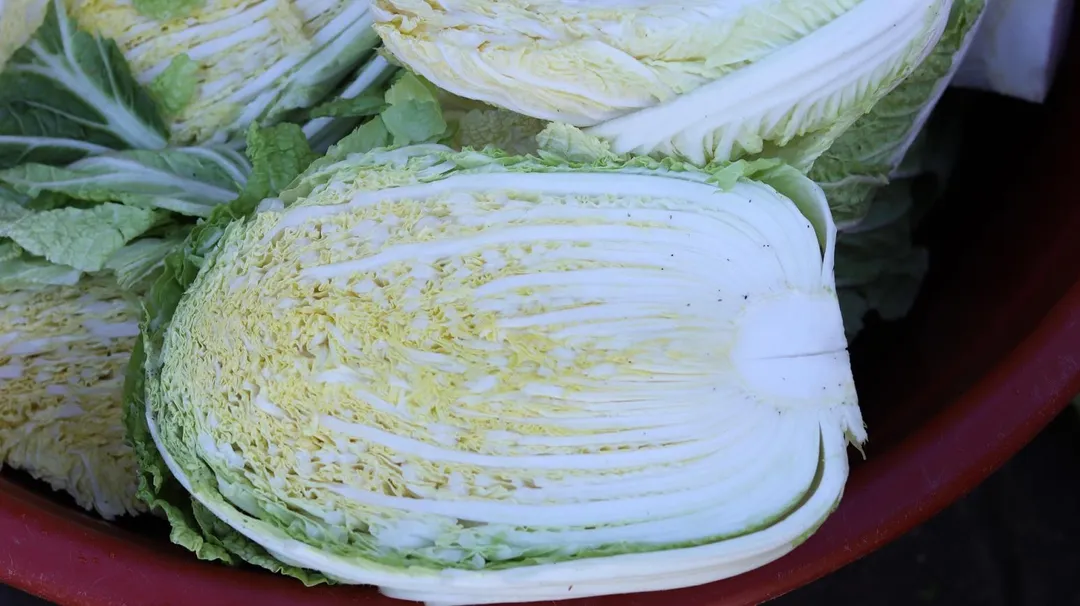白菜或高麗菜本身即含有豐富的K1，在人體中參與重要的凝血機制作用。（示意圖／Pixabay）