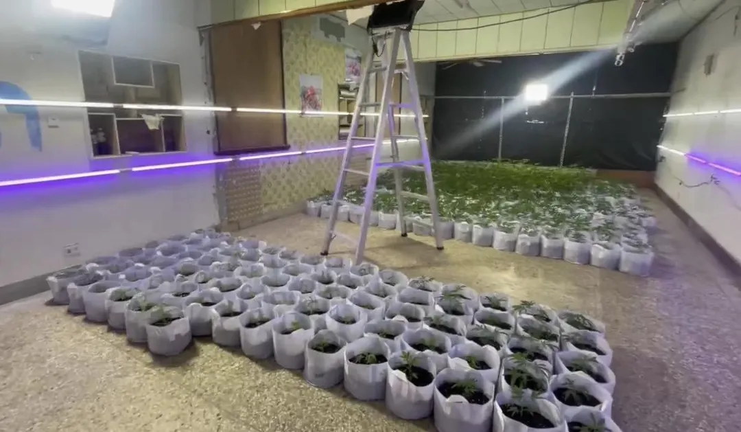 二手車行變成大麻植栽場。(圖/翻攝畫面)