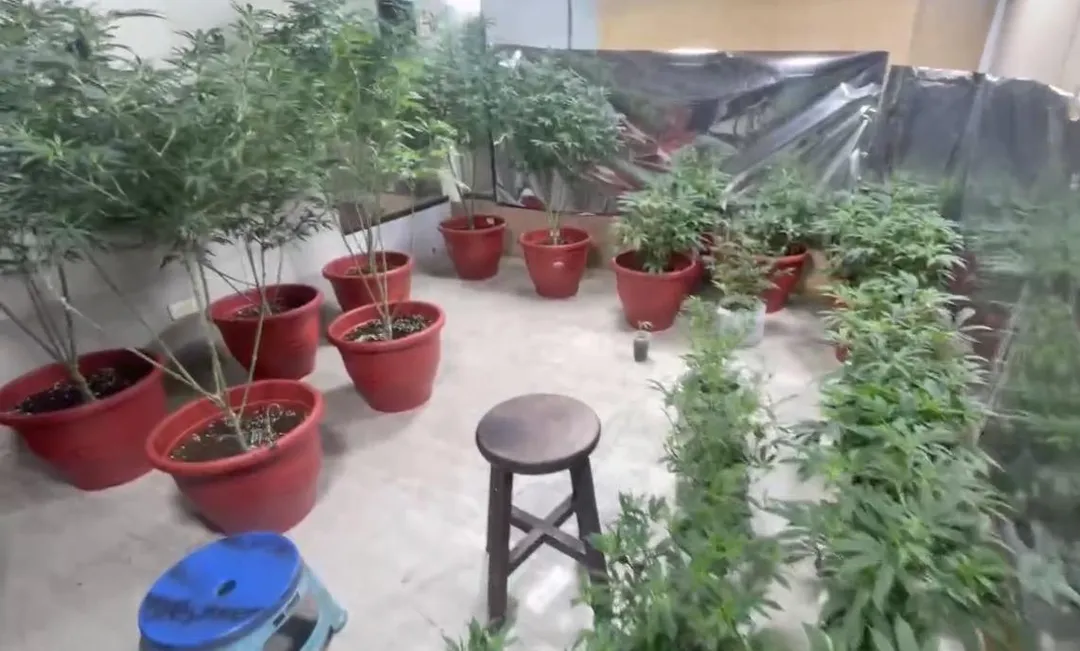 警方查扣8百多株大麻市值超過6千萬元。(圖/翻攝畫面)