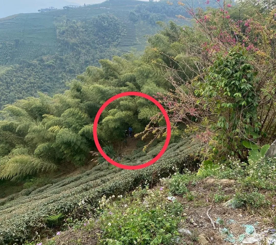 謝東哲的車輛飛越茶園，卡在50米深的陡峭邊坡竹林上。（圖／翻攝畫面）