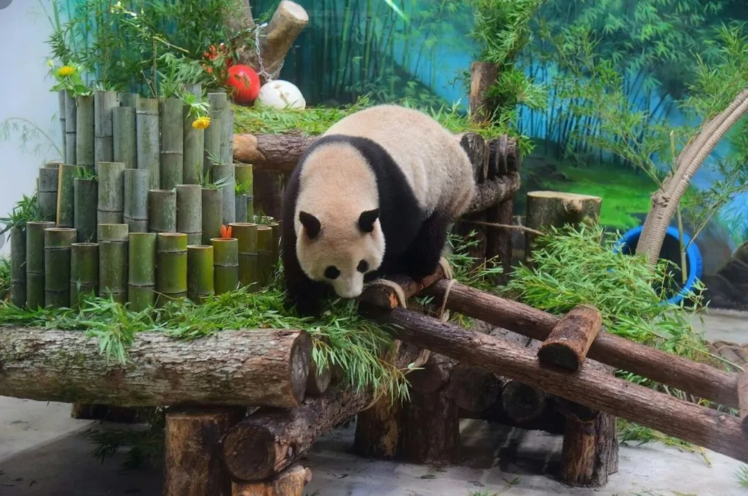 2023年8月28日大貓熊「香果」亮相杭州動物園。（圖／翻攝第一財經）