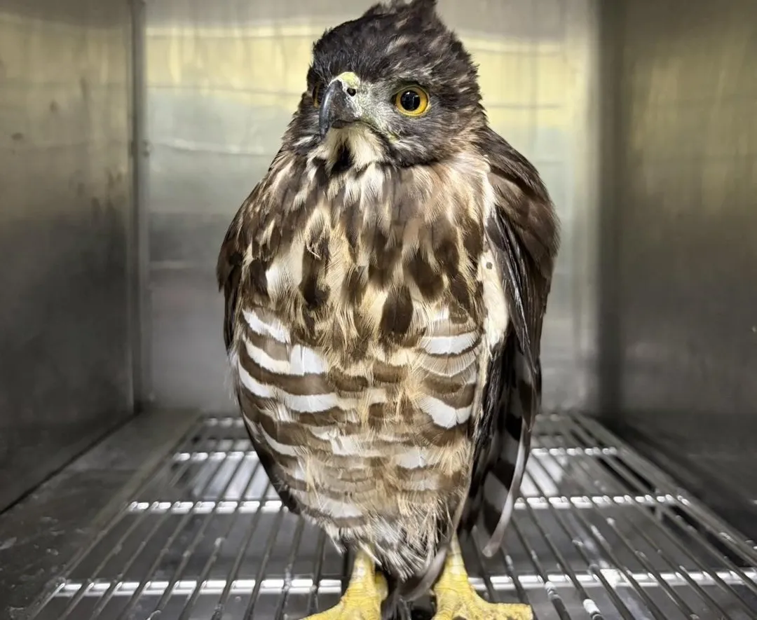透過動物行為及外觀判斷是否能夠野放。（圖／新北市政府）