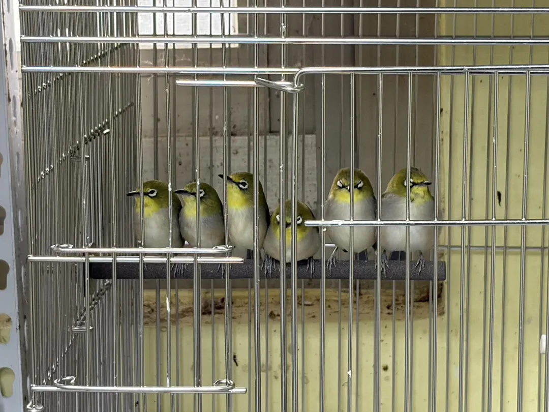 被私養之野生動物經評估後已野放.。（圖／新北市政府）