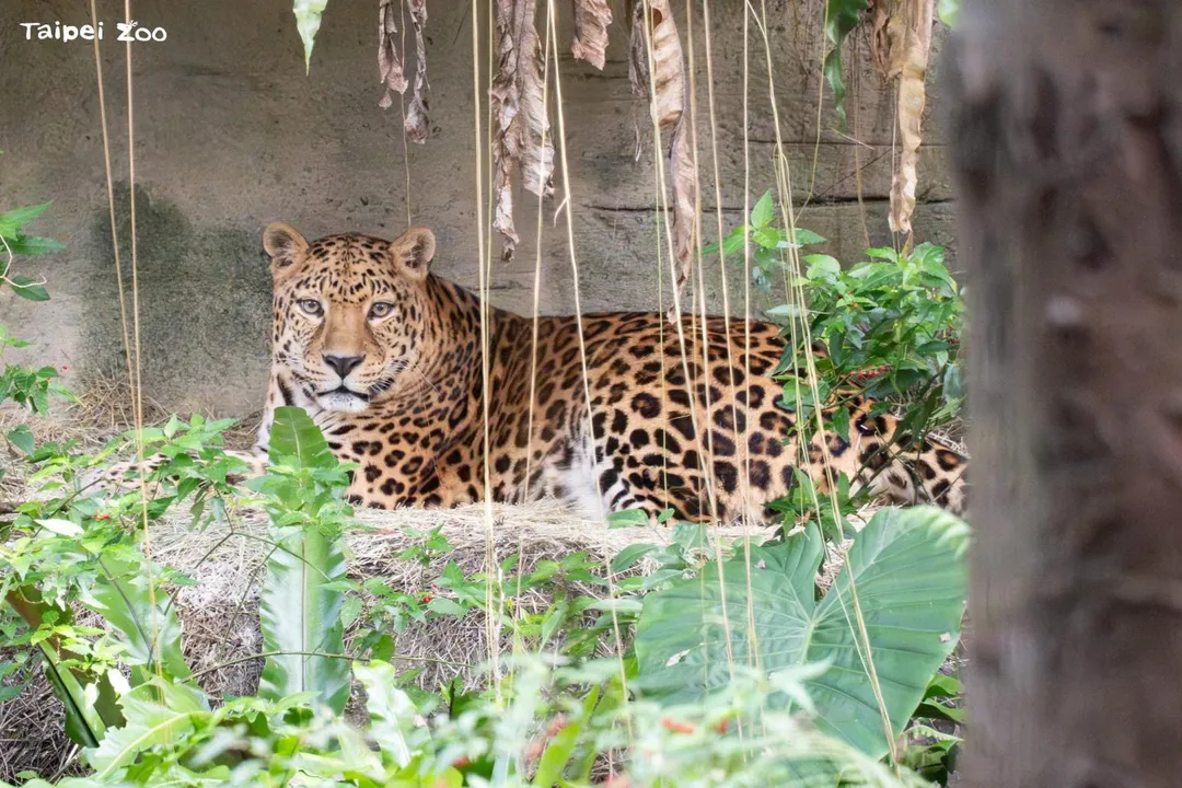北市動物園送別最後1隻花豹「花郎」。（圖／台北市立動物園提供）