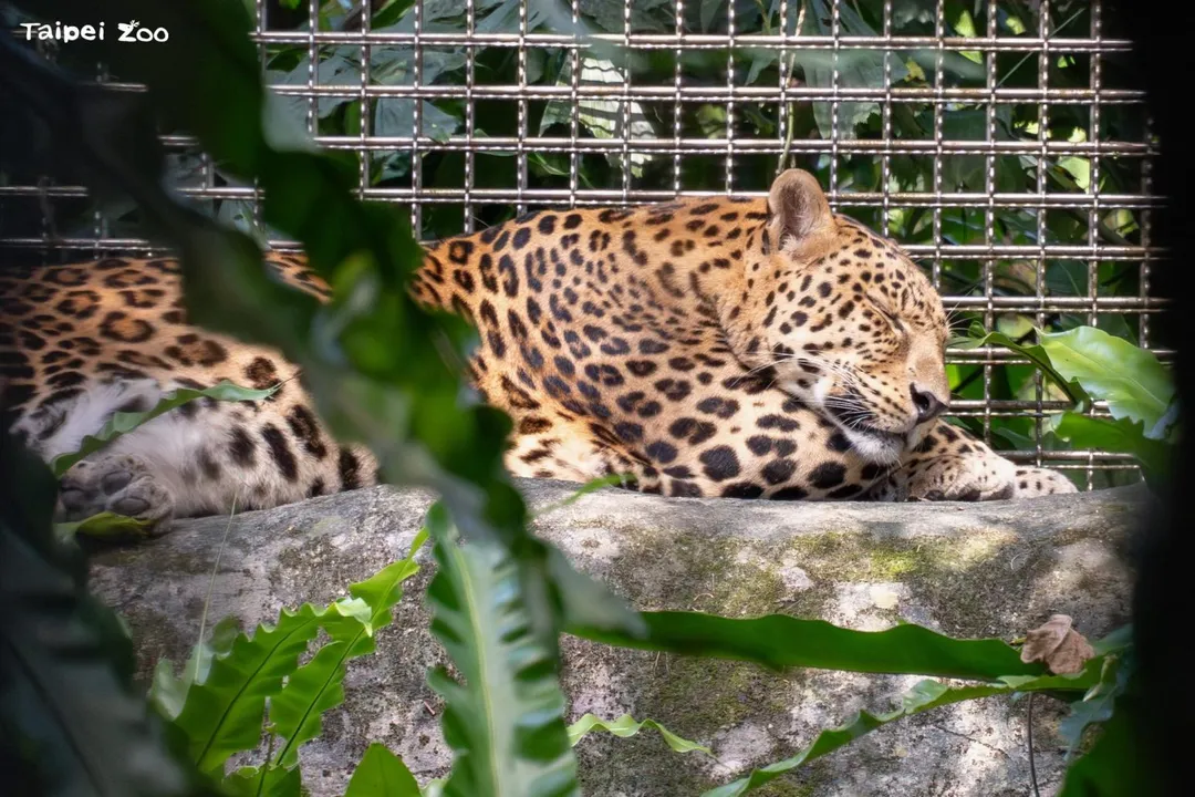 「花郎」過去喜歡趴著曬太陽。（圖／台北市立動物園提供）