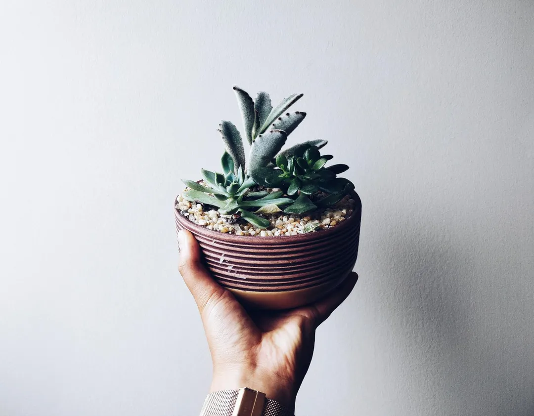 春分當天，可購買一盆新的綠色植物回家。（示意圖／pexels）