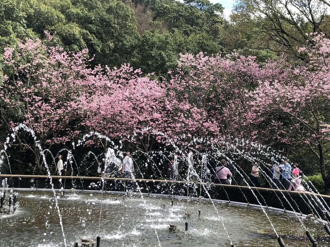昭和櫻盛開。（圖／公園處提供）