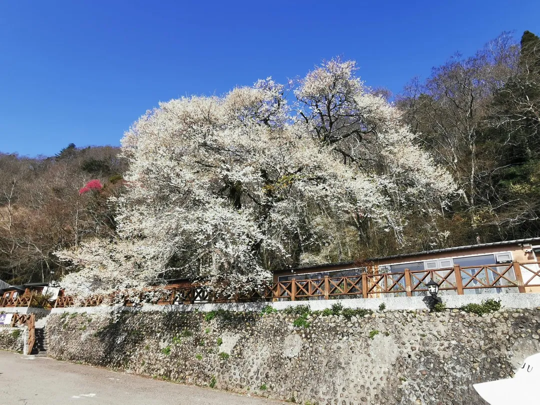 3月8日觀霧山莊霧社櫻王開花近7成，預估本星期開始進入盛花期，3至5天可達滿開。（圖／雪管處提供）