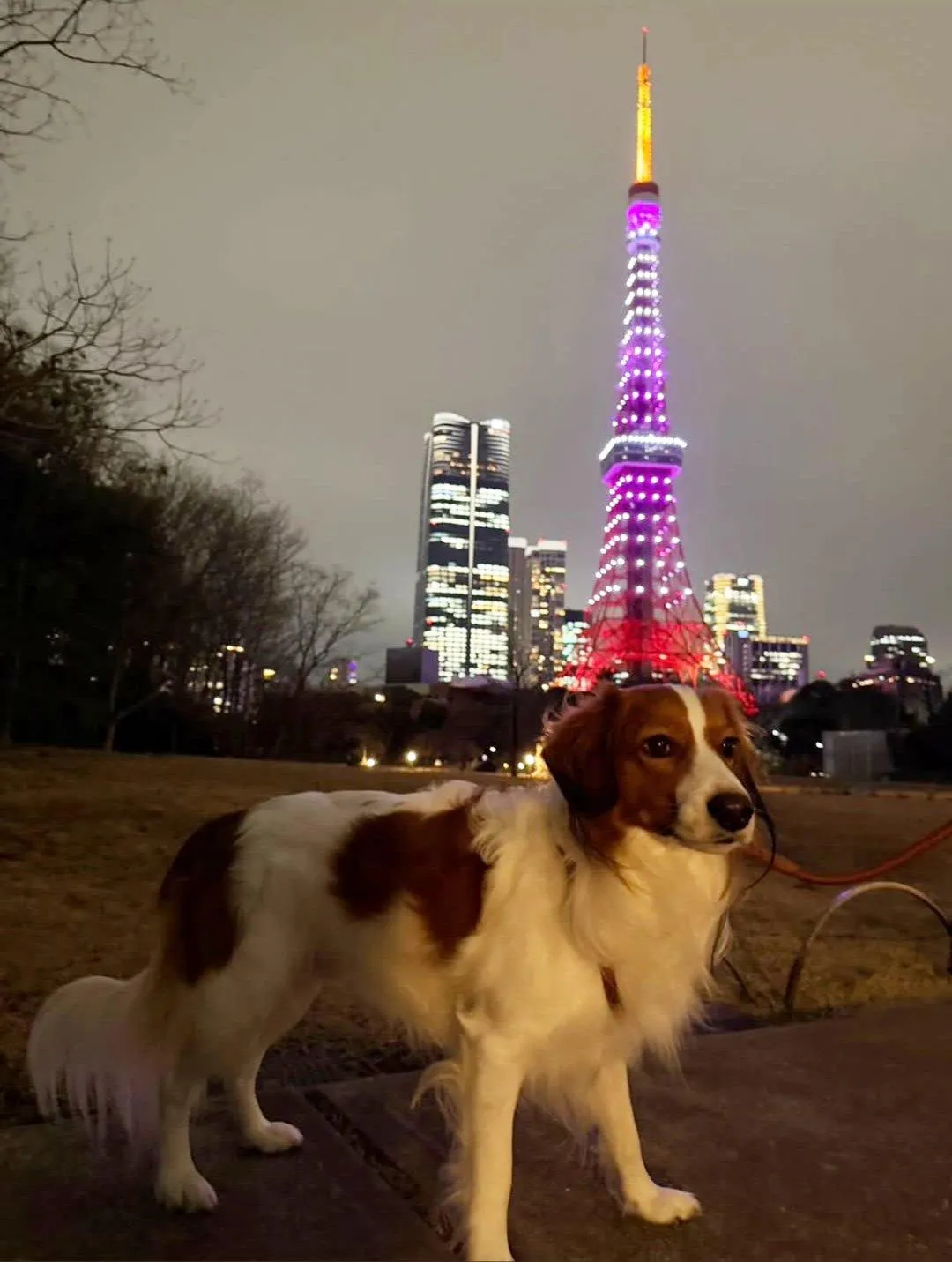 Decoy隨主人來到東京。（圖／翻攝自大谷翔平IG）