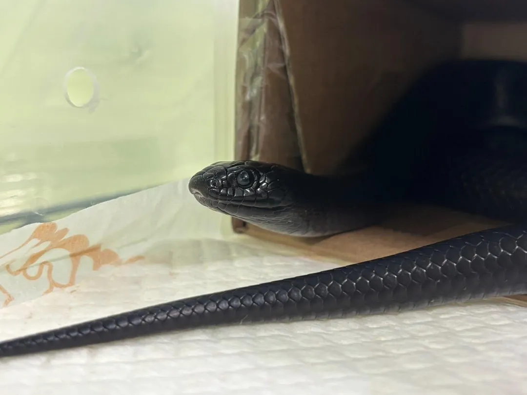 近日有民眾在屏東縣發現1條墨西哥黑王蛇出沒，動物之家緊急協尋飼主。（圖／翻攝自Facebook@屏東縣政府動物認養及宣導專區）