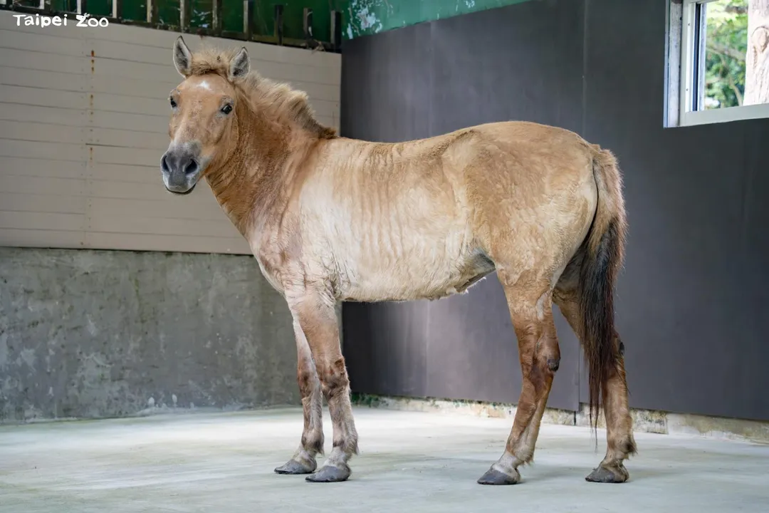 蒙古野馬目前仍需要時間適應環境。（圖／台北市立動物園提供）