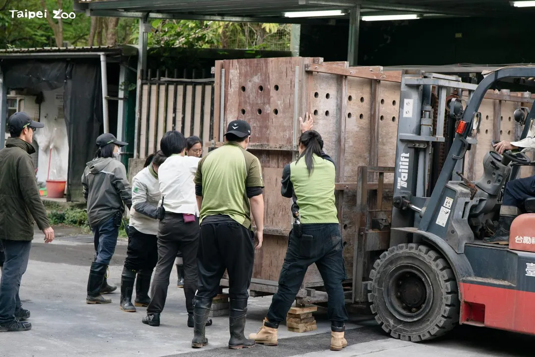 今天早上由保育員引導蒙古野馬進入搬運箱，先後運送兩匹蒙古野馬入住新家。（圖／台北市立動物園提供）