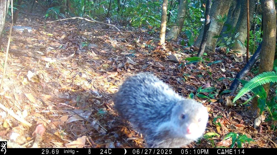 食蟹獴出現在鏡頭前賣萌超可愛。（圖／北市公園處）
