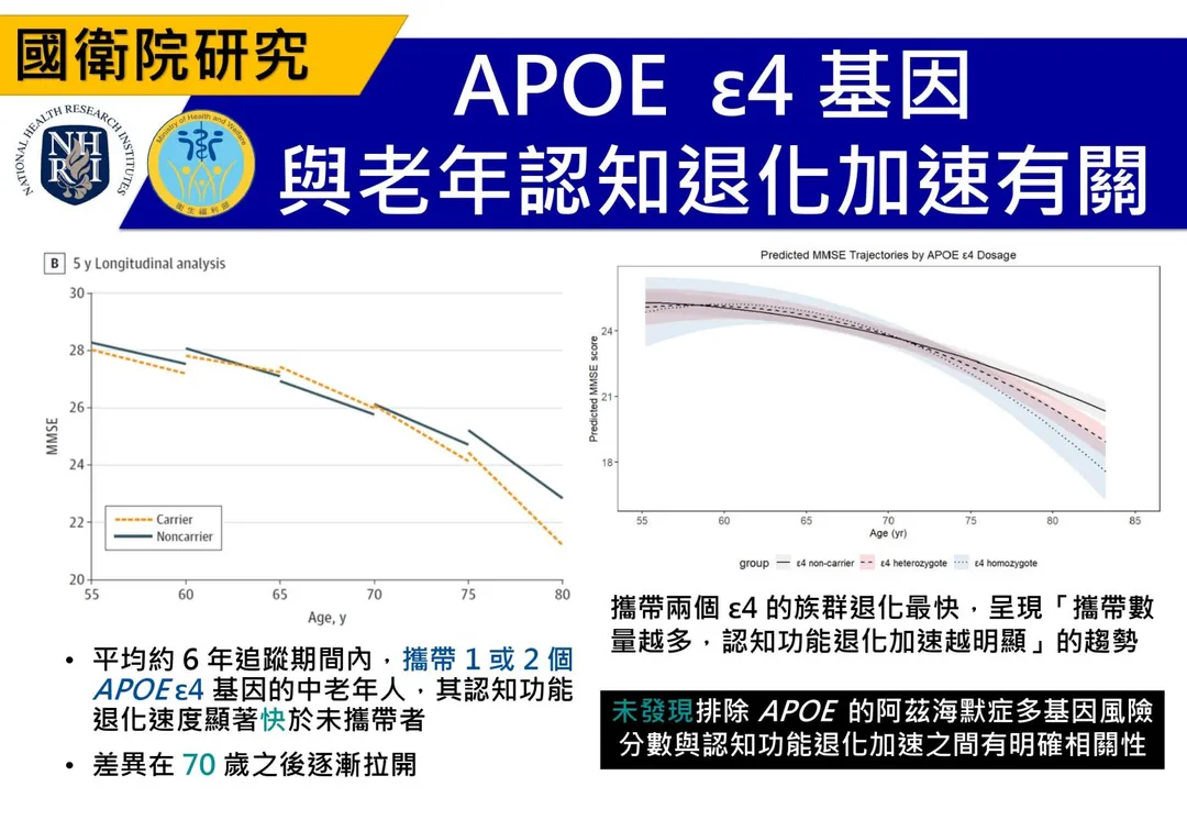 攜帶APOE ε4基因者認知功能退化速度顯著較快，且攜帶數量越多、退化越明顯。（圖／國家衛生研究院）