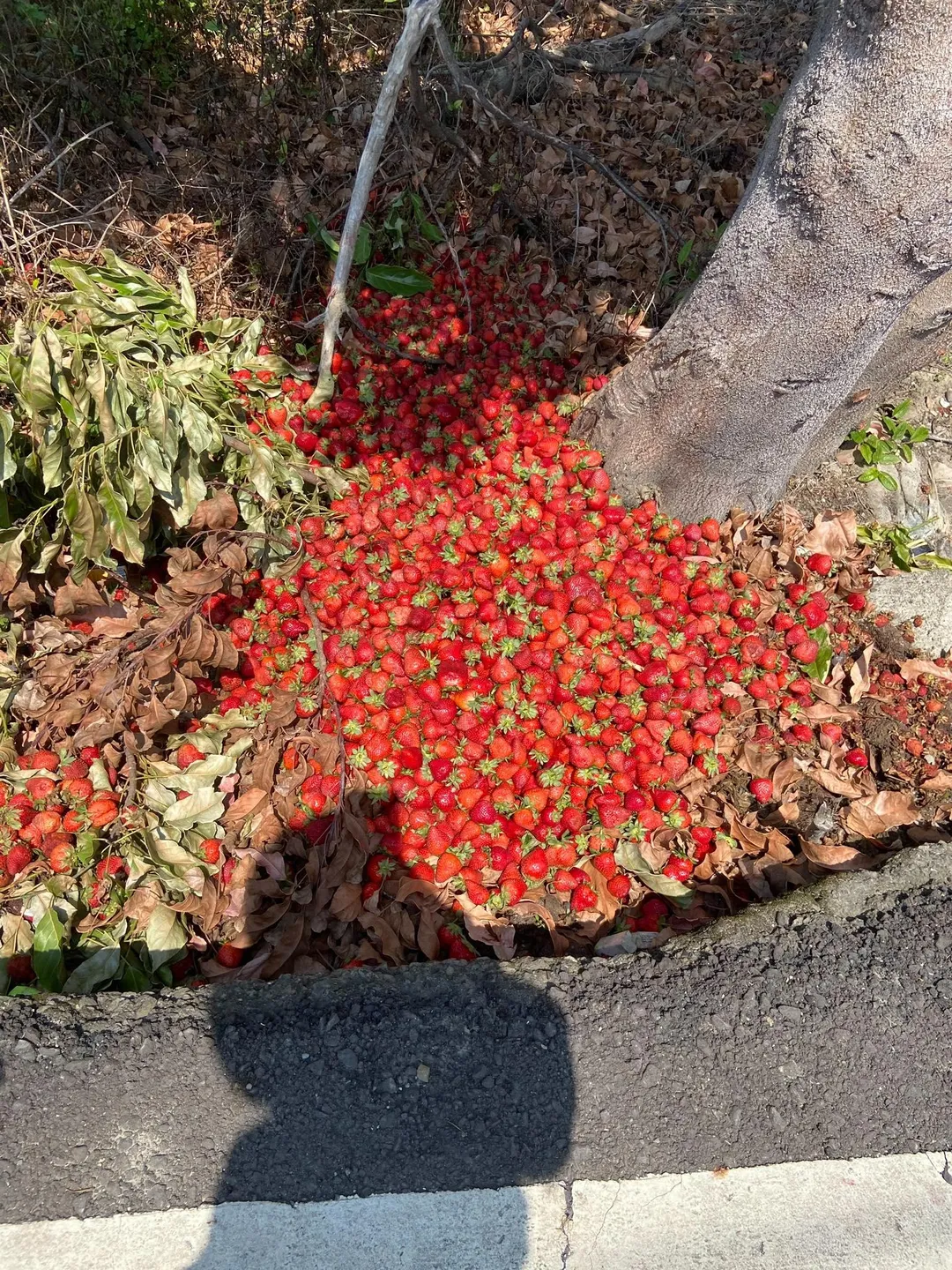 苗栗的某顆樹根被成堆的草莓包圍。（圖／翻攝自「路上觀察學院」臉書公開社團）