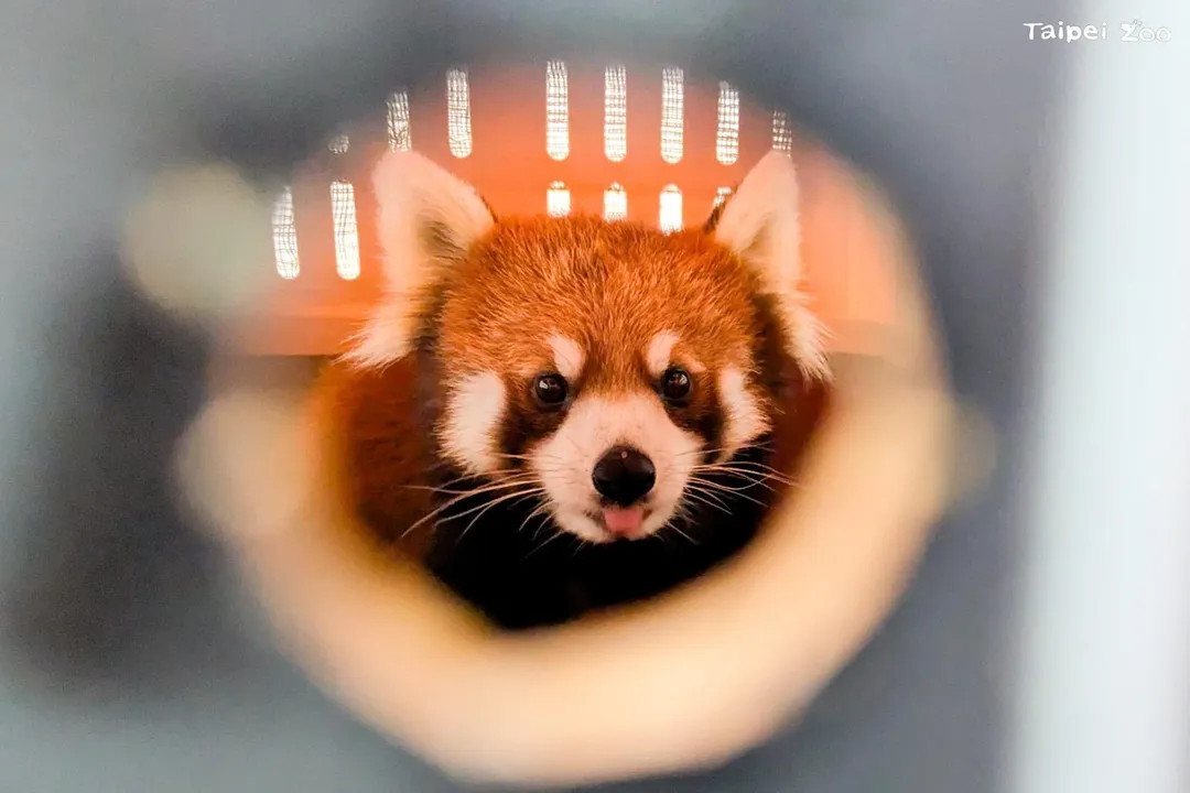 日本旭山動物園雌性小貓熊「茜茜」已於昨晚（3月16日）順利抵達臺北市立動物園，正式入住檢疫舍專屬套房。（圖／台北市立動物園提供）