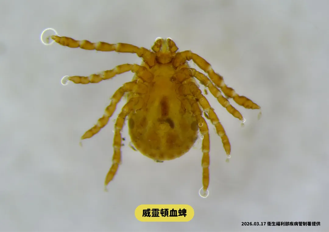 SFTS是一種新興急性傳染病,被帶病毒的蜱蟲叮咬後,約7至14天會發病。(圖/疾管署)