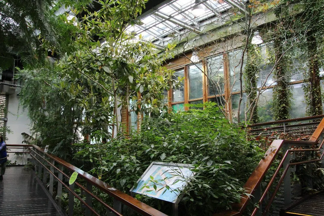 紅檜位於典藏植物園溫帶植物區,不用上高山即可欣賞優美樹形。(圖/北市公園處提供)