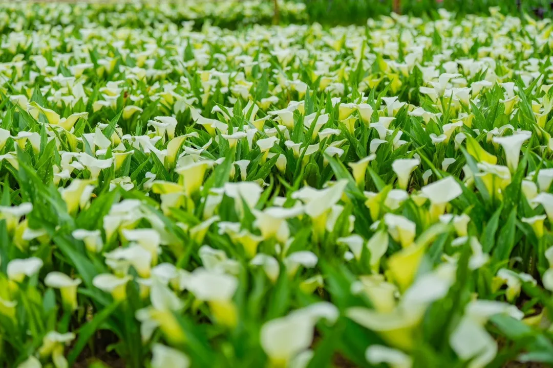彩色海芋季由在地青農領軍,全園區種植14個品種,共計6萬5千株,打造豐富多姿的花海景致。