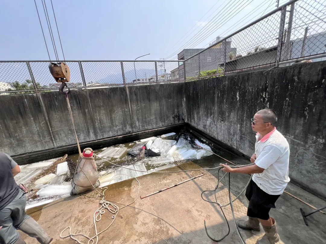 阮茂盛請專家與親友協助移置養殖場內的鱷魚，（圖／中天新聞）