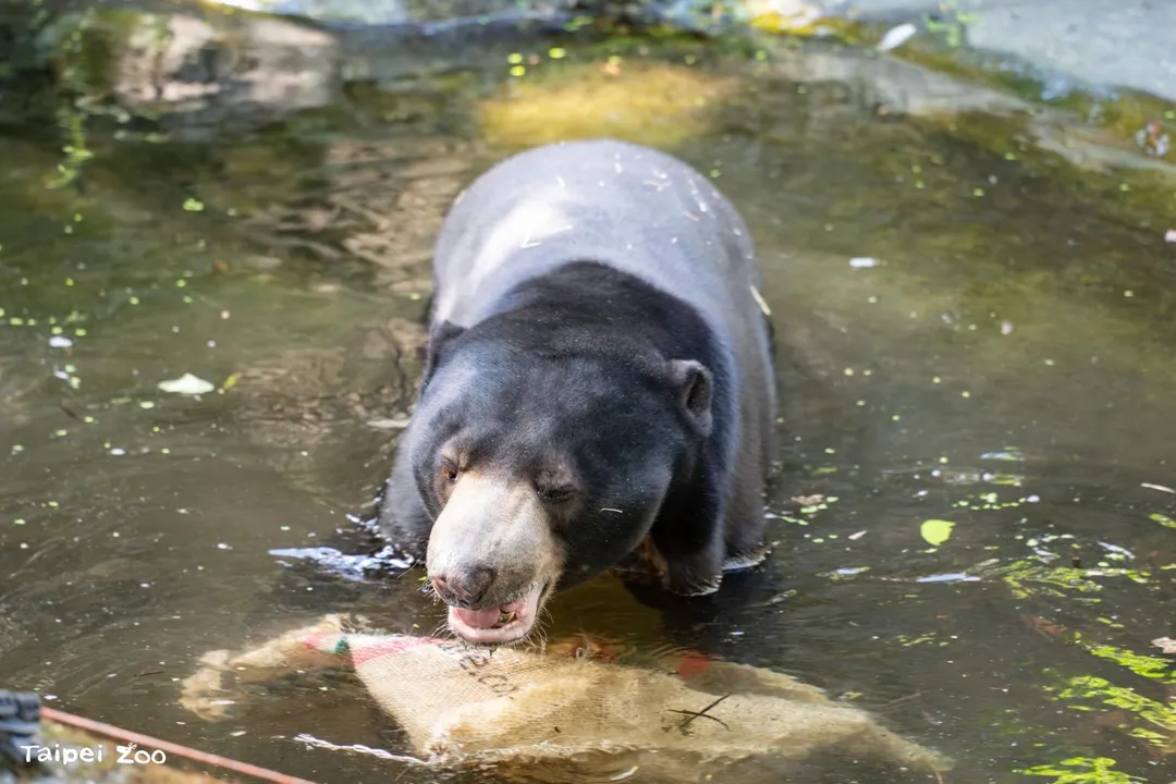臺北市立動物園熱帶雨林區的馬來熊姊弟「小熊妹」與「熊霸」，於3月30日下午順利抵達日本北海道札幌市円山動物園，正式展開保育大使的新生活。（圖／翻攝畫面）