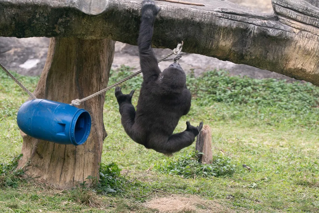 迎接清明連假，台北市立動物園推出兒童節系列活動。四月四日當天憑北市「2026兒童月歡樂地圖」，孩童與一名陪同家長可享免門票入園。（圖／台北市立動物園提供）