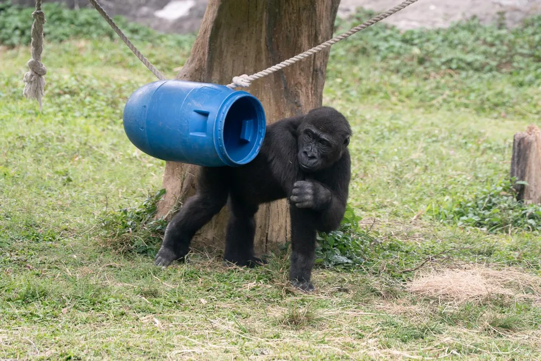 迎接清明連假，台北市立動物園推出兒童節系列活動。四月四日當天憑北市「2026兒童月歡樂地圖」，孩童與一名陪同家長可享免門票入園。（圖／台北市立動物園提供）
