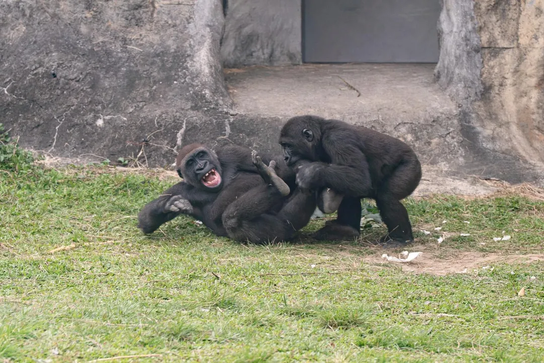 迎接清明連假，台北市立動物園推出兒童節系列活動。四月四日當天憑北市「2026兒童月歡樂地圖」，孩童與一名陪同家長可享免門票入園。（圖／台北市立動物園提供）
