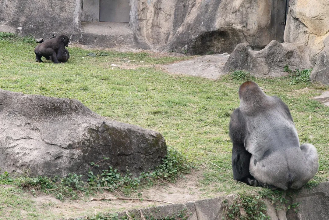 迎接清明連假，台北市立動物園推出兒童節系列活動。四月四日當天憑北市「2026兒童月歡樂地圖」，孩童與一名陪同家長可享免門票入園。（圖／台北市立動物園提供）