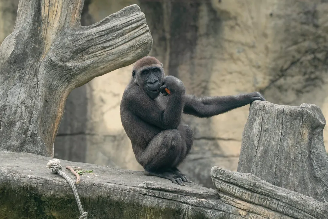 迎接清明連假，台北市立動物園推出兒童節系列活動。四月四日當天憑北市「2026兒童月歡樂地圖」，孩童與一名陪同家長可享免門票入園。（圖／台北市立動物園提供）