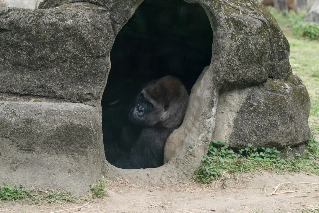 迎接清明連假，台北市立動物園推出兒童節系列活動。四月四日當天憑北市「2026兒童月歡樂地圖」，孩童與一名陪同家長可享免門票入園。（圖／台北市立動物園提供）