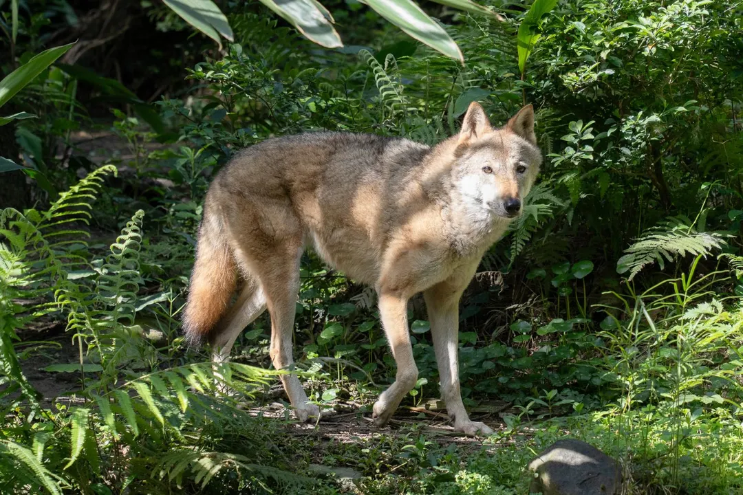 臺北市立動物園溫帶動物區的灰狼「蘿拉」，於2日中午在麻醉狀態下17歲安詳離世。（圖／台北市立動物園提供）
