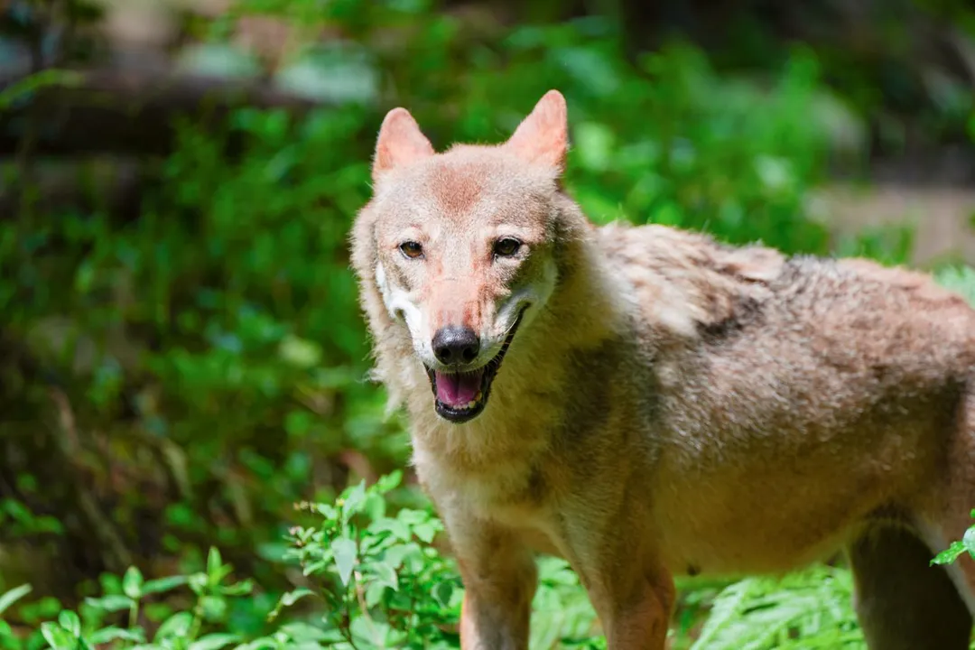 臺北市立動物園溫帶動物區的灰狼「蘿拉」，於2日中午在麻醉狀態下17歲安詳離世。（圖／台北市立動物園提供）