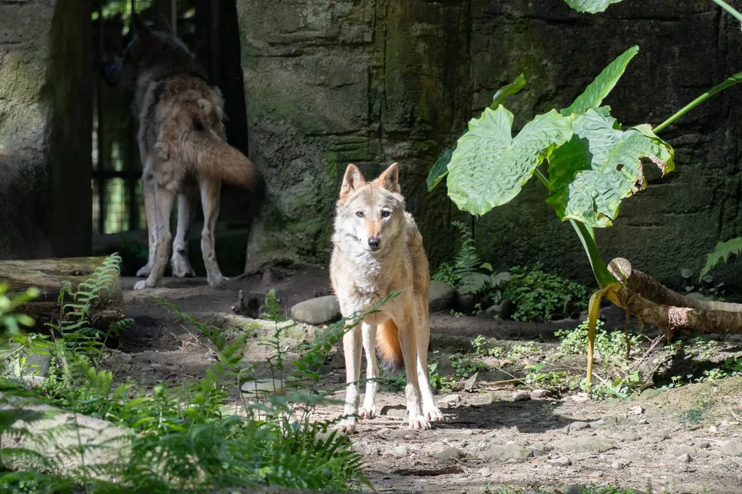 臺北市立動物園溫帶動物區的灰狼「蘿拉」，於2日中午在麻醉狀態下17歲安詳離世。（圖／台北市立動物園提供）
