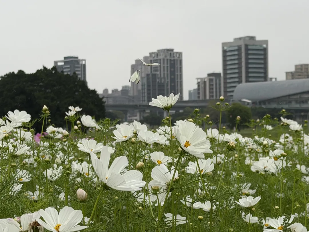 白色花團錦簇中，雙蝶共舞。（圖／新北市政府）