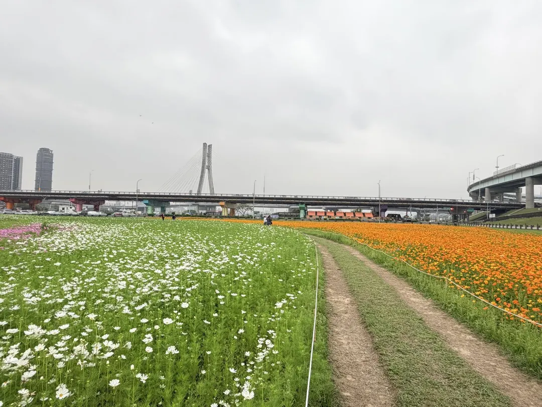 地毯兩側波斯菊向您展開兩翼。（圖／新北市政府）