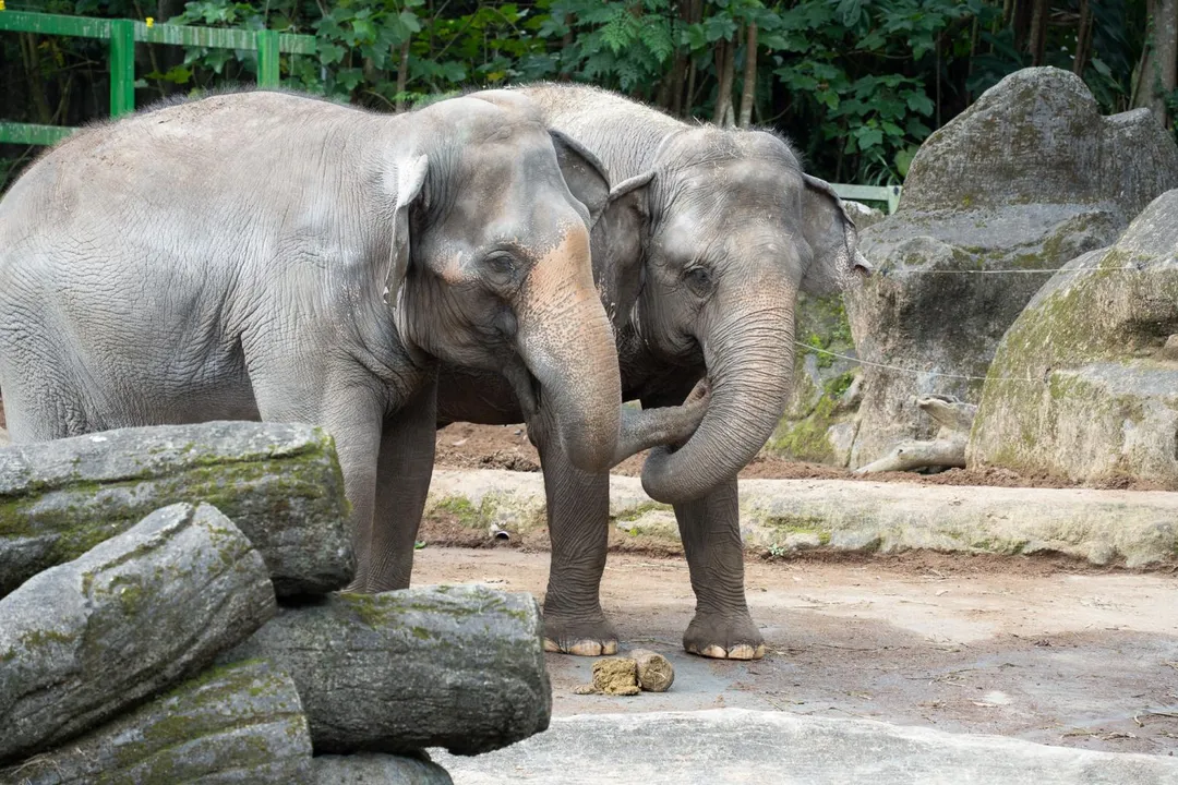 亞洲象發現陌生的糞便後呼喚同伴、以象鼻溝通。(圖/台北市立動物園提供)