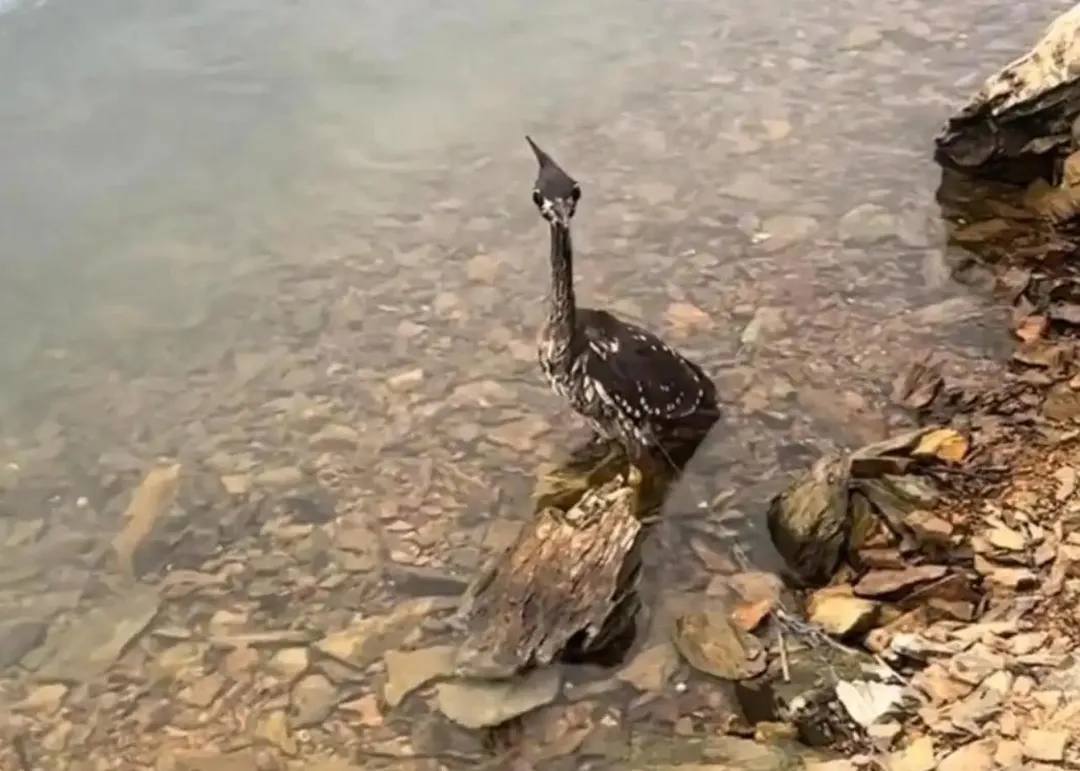海南鳽在千島湖淺灘遭漁網絲線纏住。（圖／翻攝紅星新聞）
