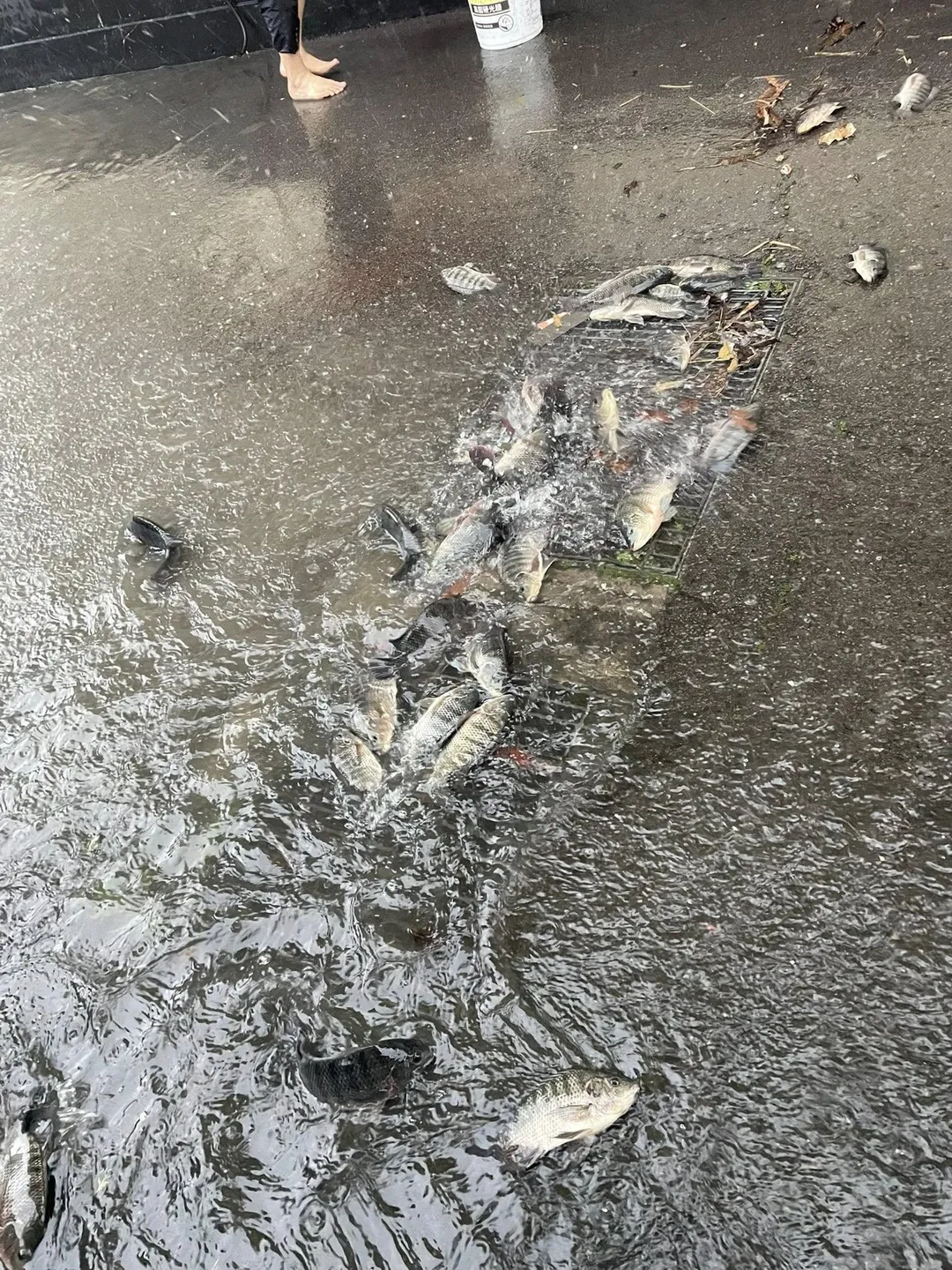 苗栗市新庄街4日上午驚見大批吳郭魚隨洪流竄上路面，引發關注。（圖／翻攝自臉書社團「苗栗大小事」）