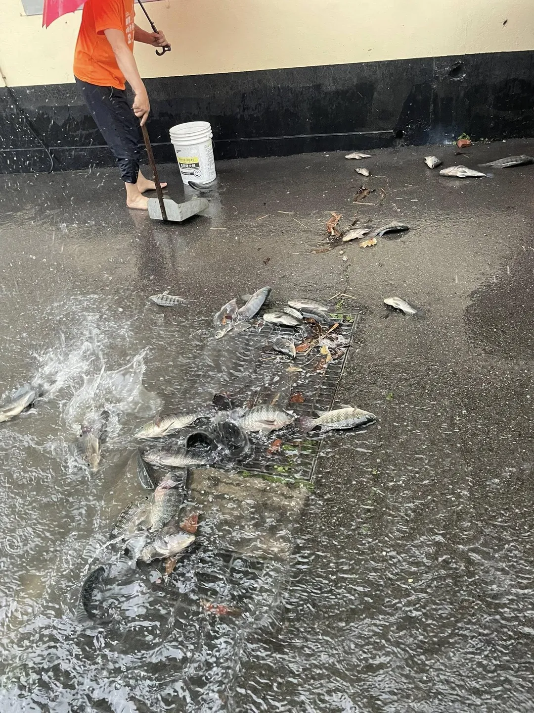 苗栗市新庄街4日上午驚見大批吳郭魚隨洪流竄上路面，引發關注。（圖／翻攝自臉書社團「苗栗大小事」）