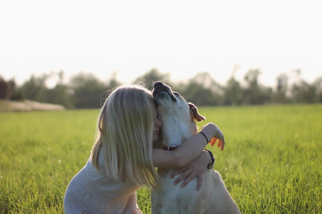 眼弓蛔蟲病由犬蛔蟲或貓蛔蟲的幼蟲侵入眼部所致。貓狗為該寄生蟲的宿主，人類多因接觸受感染寵物的皮毛，或誤食被蟲卵糞便汙染的食物，經血液循環入侵眼部而感染。（示意圖／Pixabay）