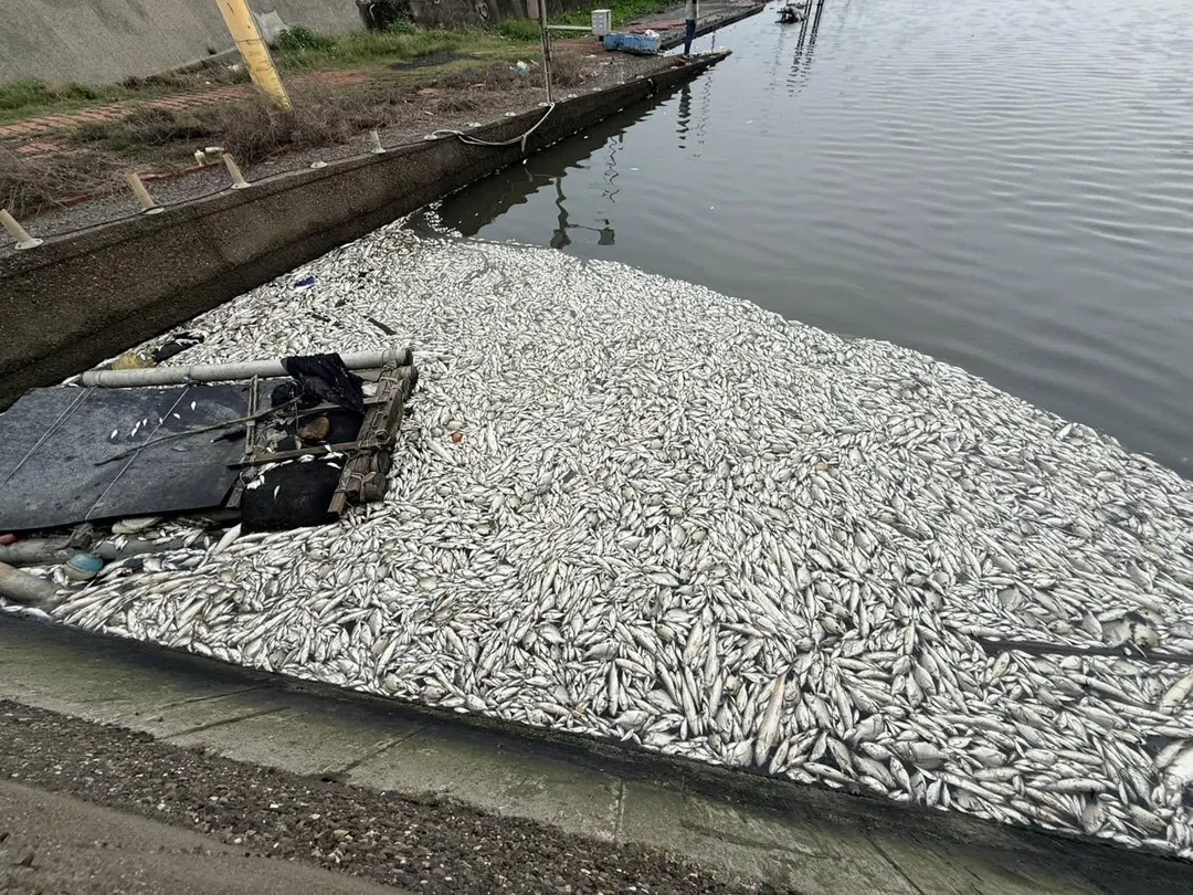 彰化縣芳苑鄉王功漁港旁水門8日被發現出現大量魚群死亡情形，初估死亡數量逾千尾，魚屍集中於排水口及水門周邊，水色呈現混濁甚至褐色。（圖／翻攝自彰化縣議員洪騰明臉書）