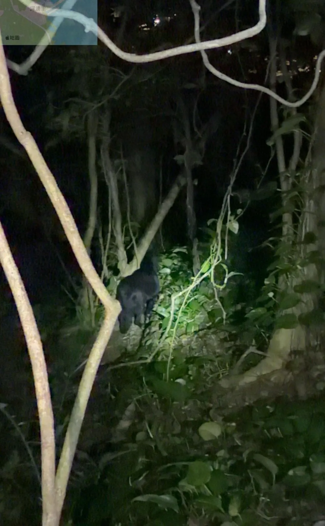 小黑受困山區，夜裡不斷發出哀鳴聲。（圖／新北動保處提供）