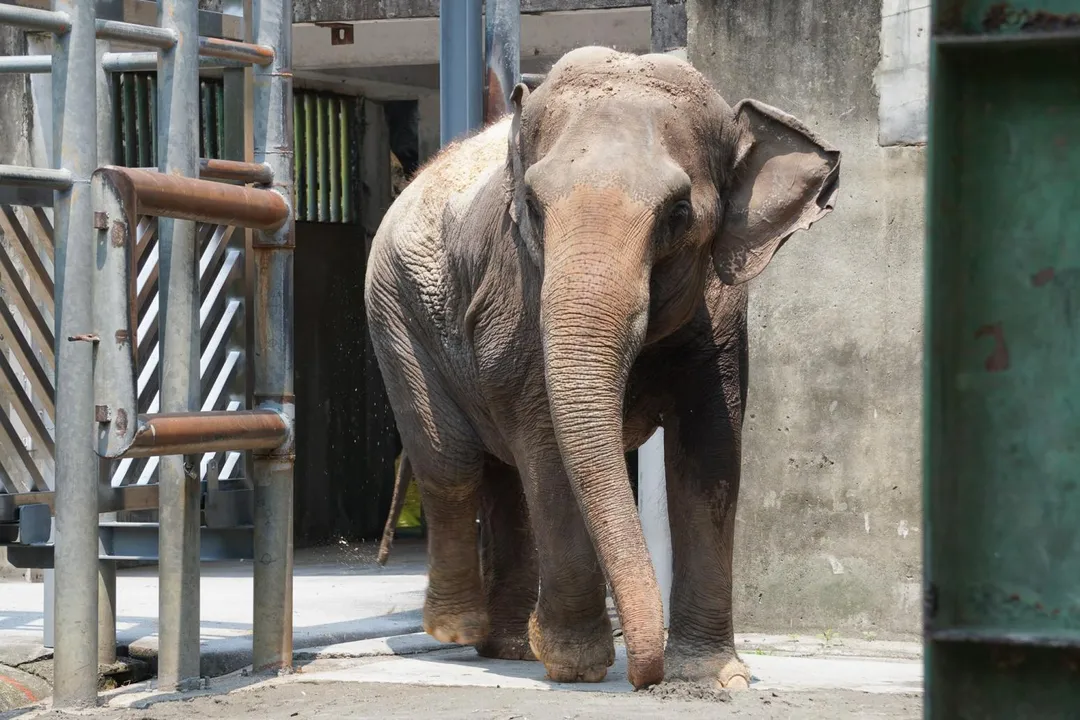 台北市立動物園亞洲象「友信」與「友愷」的搬遷任務今天上午順利完成，兩頭大象被安置於非洲動物區象舍，完成這場籌備逾年的「重量級」搬家行動。（圖／台北市立動物園提供）