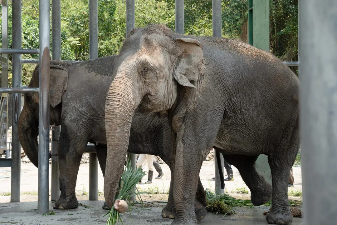 台北市立動物園亞洲象「友信」與「友愷」的搬遷任務今天上午順利完成，兩頭大象被安置於非洲動物區象舍，完成這場籌備逾年的「重量級」搬家行動。（圖／台北市立動物園提供）
