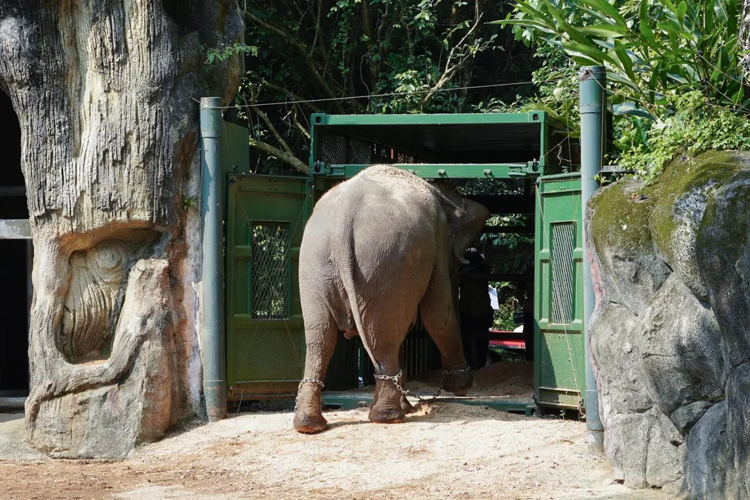 台北市立動物園亞洲象「友信」與「友愷」的搬遷任務今天上午順利完成，兩頭大象被安置於非洲動物區象舍，完成這場籌備逾年的「重量級」搬家行動。（圖／台北市立動物園提供）
