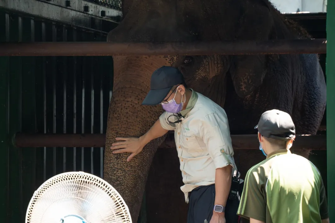 台北市立動物園亞洲象「友信」與「友愷」的搬遷任務今天上午順利完成，兩頭大象被安置於非洲動物區象舍，完成這場籌備逾年的「重量級」搬家行動。（圖／台北市立動物園提供）