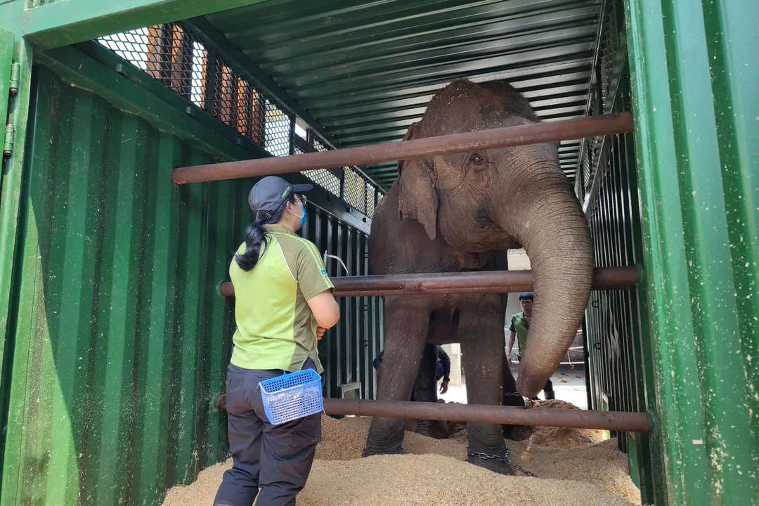 台北市立動物園亞洲象「友信」與「友愷」的搬遷任務今天上午順利完成，兩頭大象被安置於非洲動物區象舍，完成這場籌備逾年的「重量級」搬家行動。（圖／台北市立動物園提供）